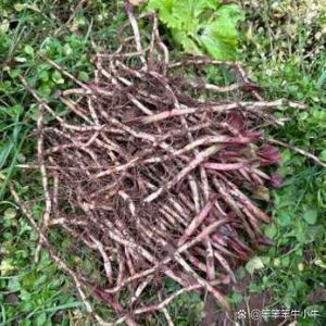 擘蓝为什么叫折耳根_鱼腥草又名折耳根，西南特色美食