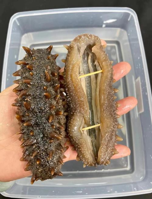 快速泡发海参最佳方法_海参清洗煮泡发全攻略