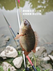 腐仙鲫鱼刺多吗_鲜嫩鲫鱼汤，去腥有技巧