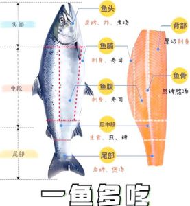 鱼腩是什么部位图解_三文鱼腩嫩滑贵，中段紧实性价比高