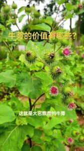 牛身上哪一块肉叫牛蒡_皮薄肉厚营养好，炒炖皆宜防变黑