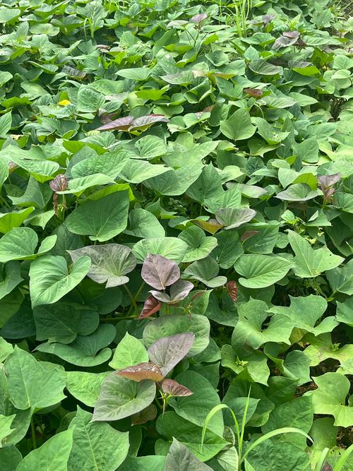 红薯藤汁弄到手上怎么洗掉_红薯藤汁弄脏了？温水搓洗，衣服冷水冲