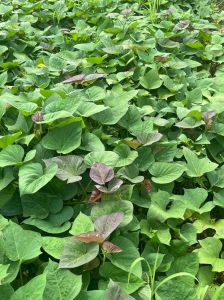 红薯藤汁弄到手上怎么洗掉_红薯藤汁弄脏了？温水搓洗，衣服冷水冲