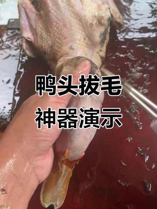 怎么拔鸭毛最简单最快_温水加盐拔鸭毛，效果最好别用沸水