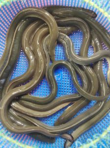 鳗鱼味道怎么样_烤蒸红烧，鳗鱼鲜美营养