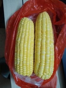 玉米有酸味是坏了吗_霉变玉米如何识别？看闻摸三步法来鉴别