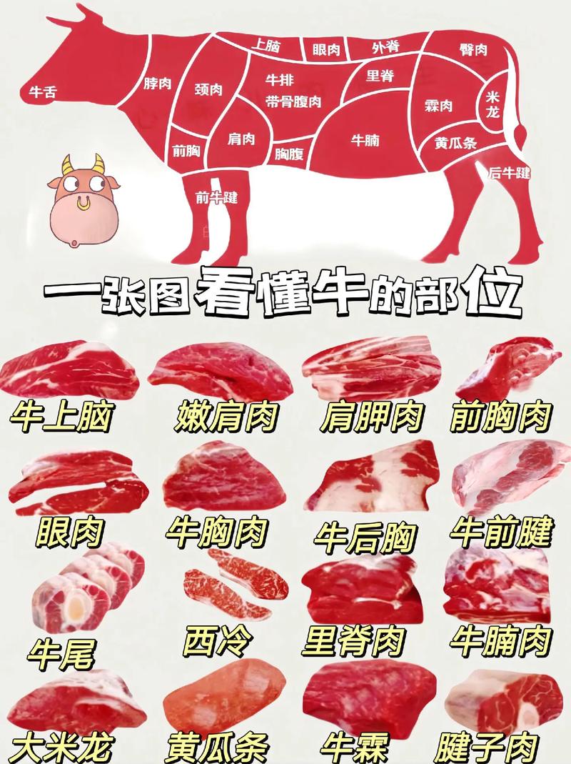 肥牛在牛哪个部位图_牛肉部位各有妙，涮炒卤炖风味全！