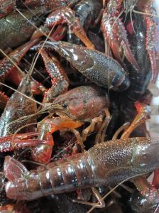 喇蛄和小龙虾的区别_稀有纯净VS入侵产业