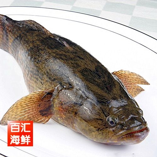 笋壳鱼图片是海鱼吗_淡水小能手，鲜美滋补，清蒸红烧皆宜