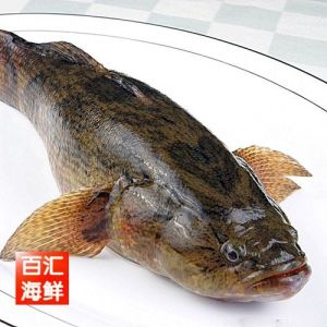 笋壳鱼图片是海鱼吗_淡水小能手，鲜美滋补，清蒸红烧皆宜