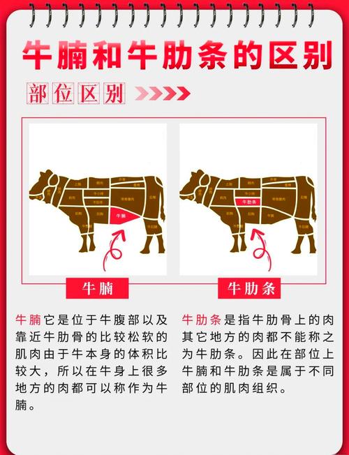 牛肋条和牛腩区别图_哪个更适合你？
