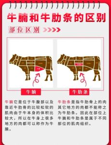 牛肋条和牛腩区别图_哪个更适合你？