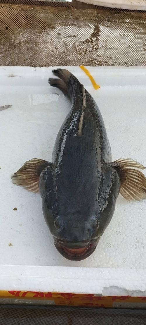 笋壳鱼图片是海鱼吗_淡水小能手，鲜美滋补，清蒸红烧皆宜