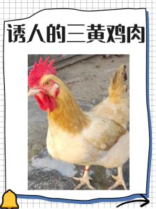 仔鸡和三黄鸡的区别_三黄鸡煲汤肉质嫩，童子鸡炸制更香口