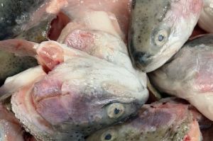 国产三文鱼是虹鳟鱼吗_国产高原虹鳟鱼，安全鲜嫩可生食