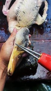 鸭头怎么把细毛搞干净_温水加盐或灌酒