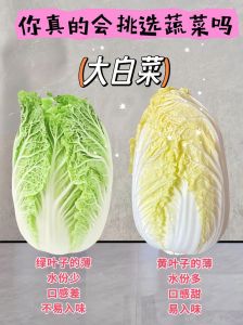 大白菜怎么挑选_挑白菜看颜色形状，新鲜又美味！