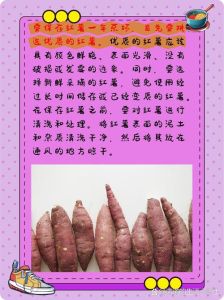 生红薯怎么长期保存_选光滑无泥，避光通风，防潮