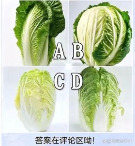 大白菜挑选_挑白菜看颜色紧实，分品种炒炖腌，保鲜放阴凉