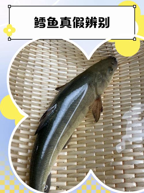 鳕鱼是深海鱼吗_营养高又独特