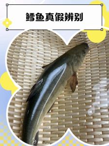 鳕鱼是深海鱼吗_营养高又独特