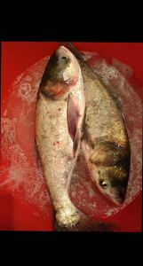 白鲢鱼和花鲢鱼哪个刺多_鲢鱼刺多好吃？花鲢鱼头鲜！