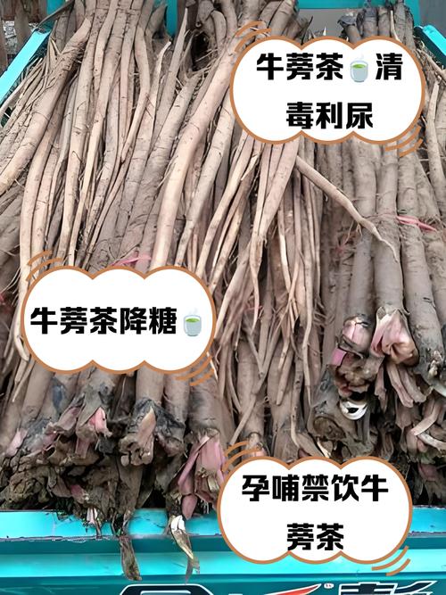 牛蒡茶为什么叫短命茶_牛蒡茶好处多，但要注意适量喝！
