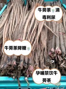 牛蒡茶为什么叫短命茶_牛蒡茶好处多，但要注意适量喝！