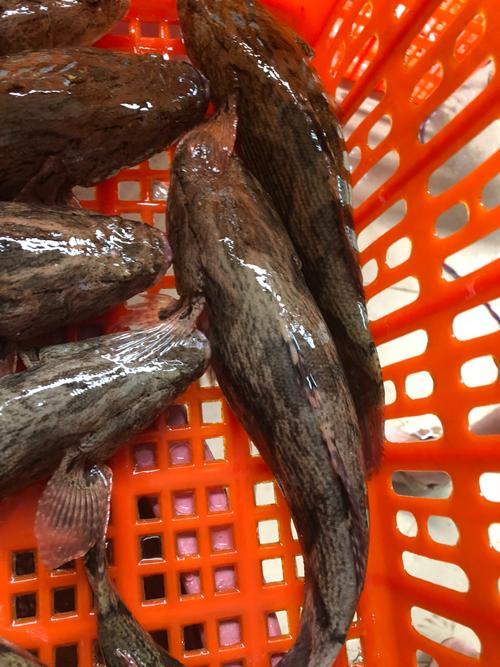 笋壳鱼图片是海鱼吗_淡水小能手，鲜美滋补，清蒸红烧皆宜