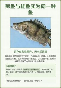 鳜鱼和桂鱼是一种鱼吗_鳜鱼和桂鱼是同一种鱼，江浙地区俗称桂鱼肉质鲜美，适合清蒸和红烧