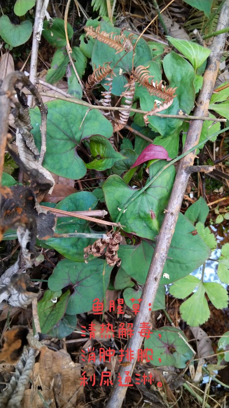 折耳根为什么叫鱼腥草_西南野菜，凉拌火锅好食材