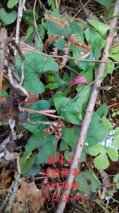 折耳根为什么叫鱼腥草_西南野菜，凉拌火锅好食材