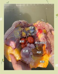 鸡装粪便的器官叫什么_鸡胗是鸡的消化器官，不是装粪便的地方