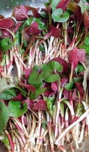 四川人为什么爱吃折耳根_清热解湿，川菜代表！