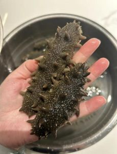 干海参最快速泡发方法_高温快泡海参，8小时鲜嫩可口