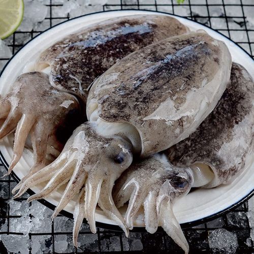 乌贼和墨鱼是一种吗_触腕内壳吃法营养生态与文化的不同