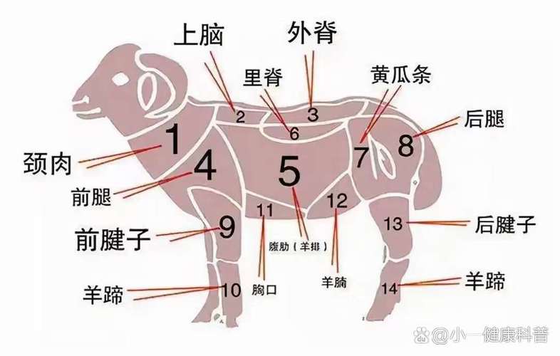 羊的各个部位图解_羊肉各部位怎么吃？