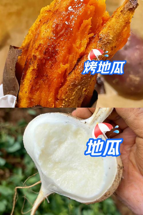 地瓜和红薯是一个吗_红薯地瓜有区别，别再傻傻分不清