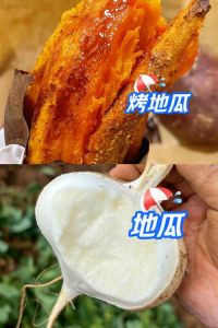 地瓜和红薯是一个吗_红薯地瓜有区别，别再傻傻分不清