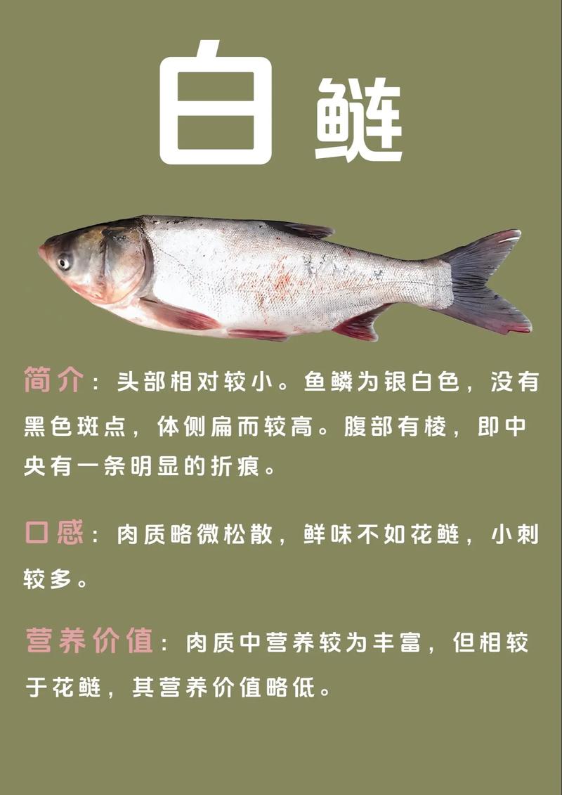 鳙鱼与鲢鱼区别图解_鲢鱼鳙鱼怎么区分？垂钓烹饪有啥不同？