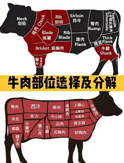 牛肉最嫩的部位图解_牛肉部位不同，做法有别