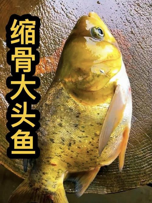 大头鱼是海鱼吗_淡水鱼，食藻类，肉质鲜美