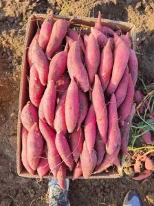 山芋图片是红薯吗_山芋红薯有不同，营养口感各千秋