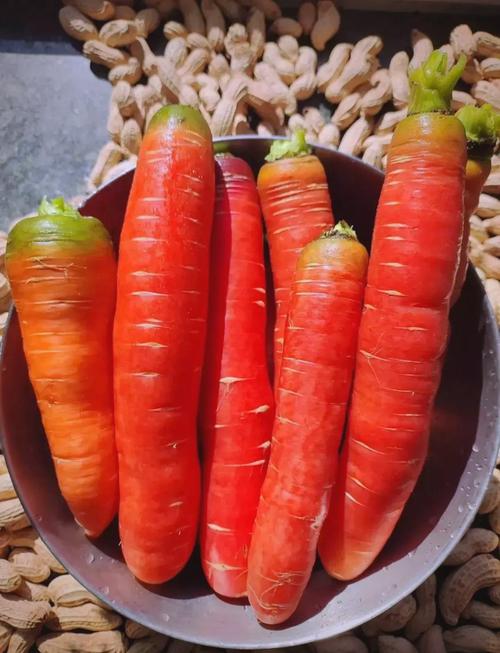 胡萝卜是红萝卜吗_红萝卜胡萝卜有啥不同？