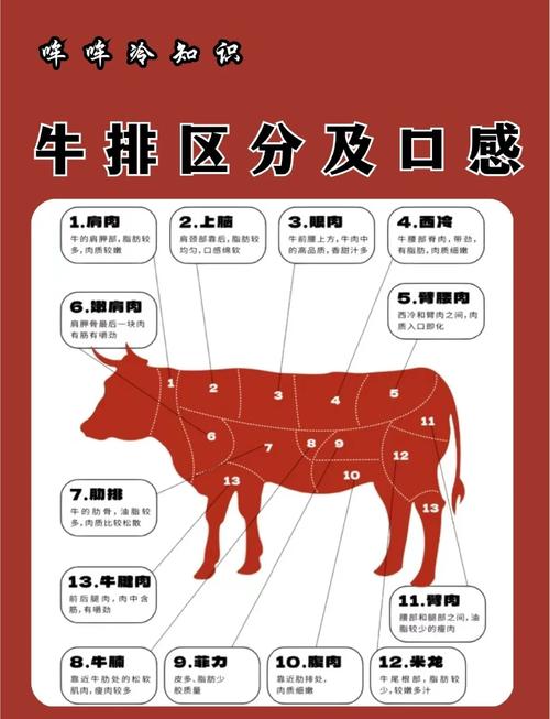 牛肉26个分解图图片_牛肉不同部位怎么吃？