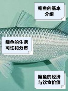 鲻鱼头为什么叫鲻鱼头_复古新潮，个性十足！