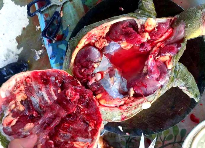 甲鱼内脏哪些要去除_甲鱼裙边甲肉鲜美 胆高者慎吃内脏