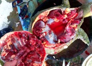 甲鱼内脏哪些要去除_甲鱼裙边甲肉鲜美 胆高者慎吃内脏