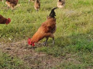 仔鸡和蛋鸡的区别_仔鸡蛋鸡区别大，养鸡要选对！