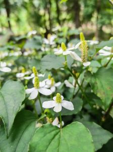 折耳根为什么叫断阳草_古丈美食与药用价值解析
